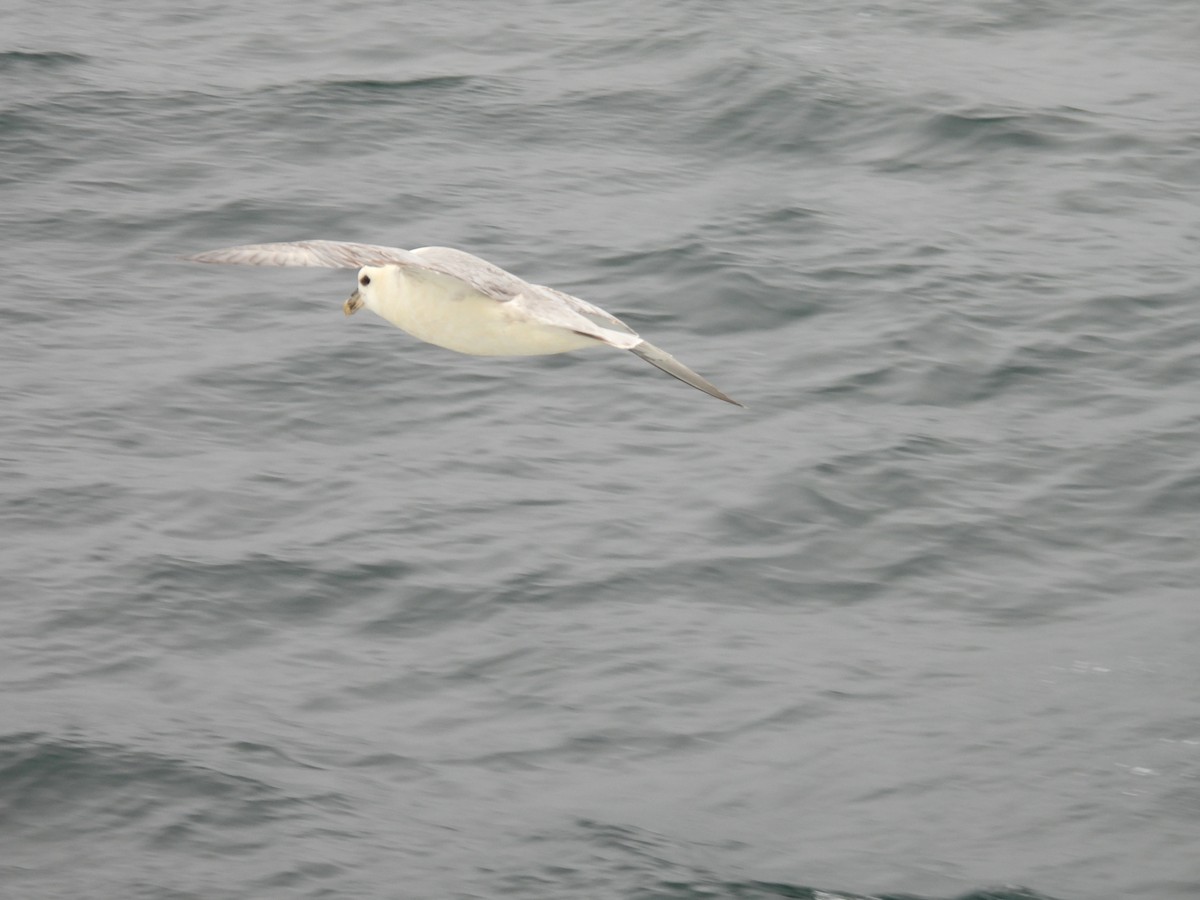 Northern Fulmar - ML540989071