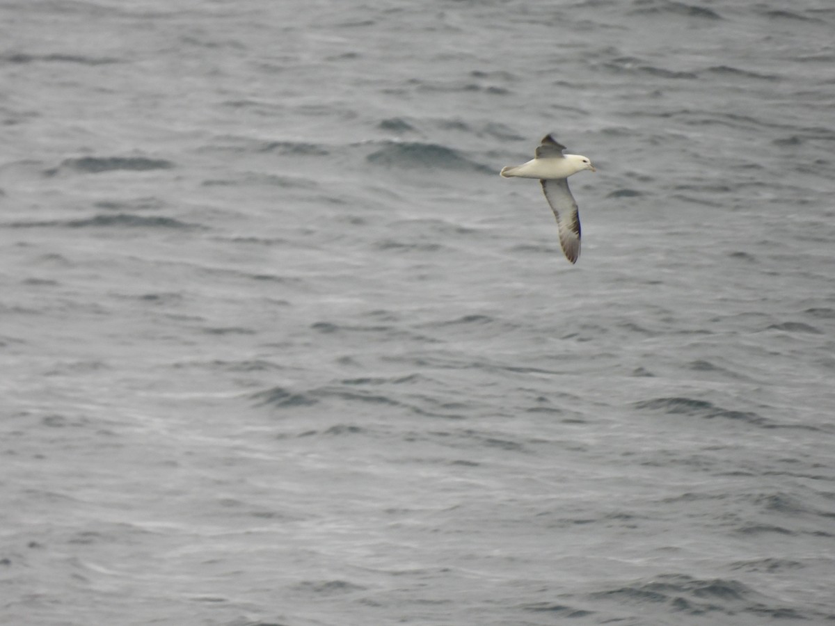 Northern Fulmar - ML540989081