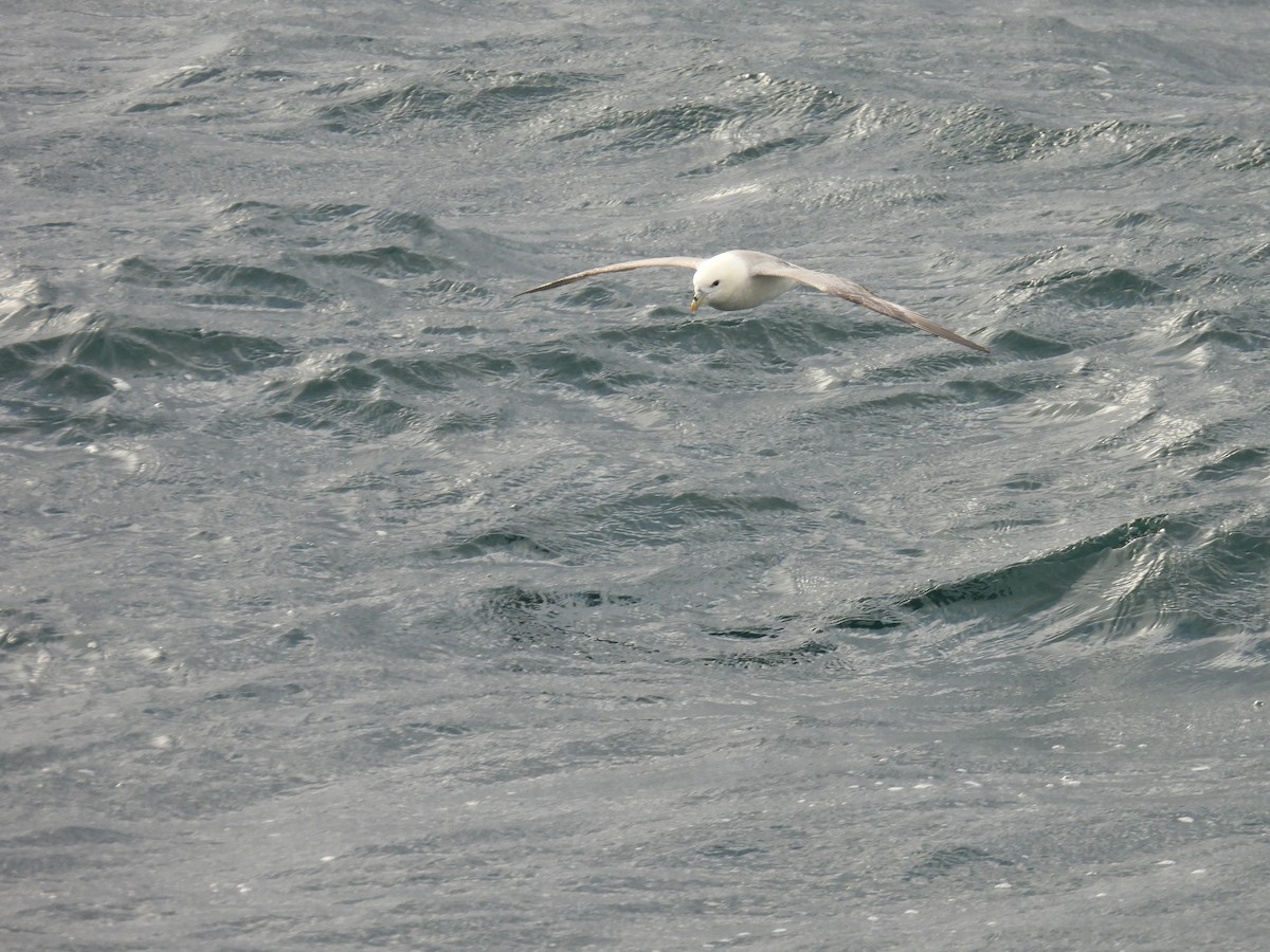 Northern Fulmar - ML540989091