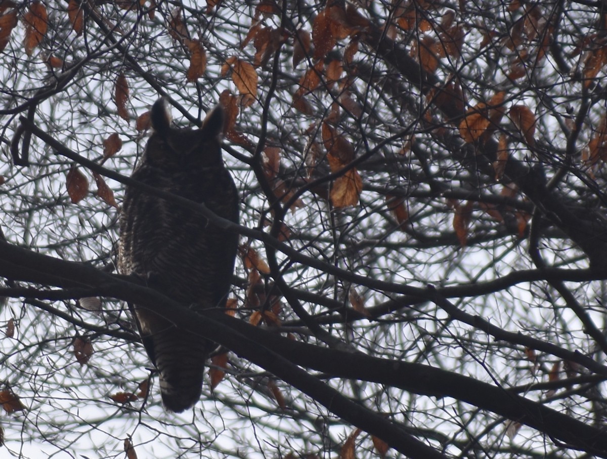 Great Horned Owl - ML540990421