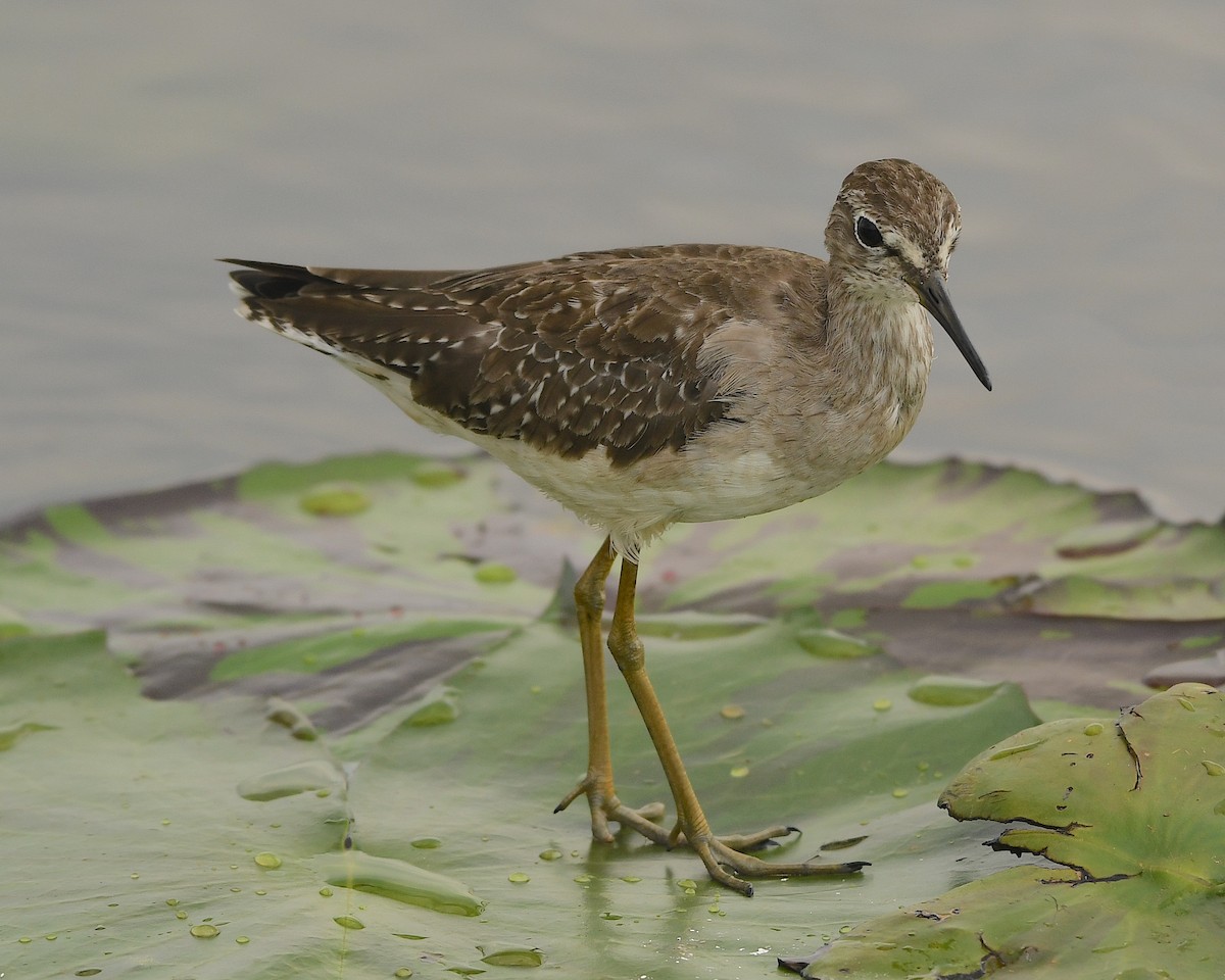 Bruchwasserläufer - ML540990461