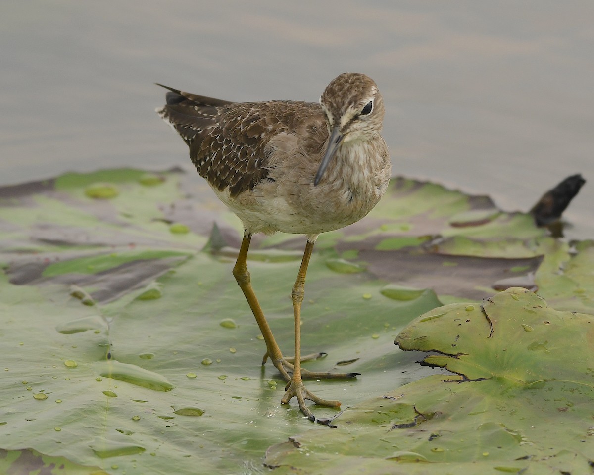 Wood Sandpiper - Ted Wolff
