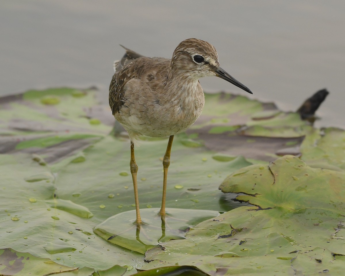 Bruchwasserläufer - ML540991141