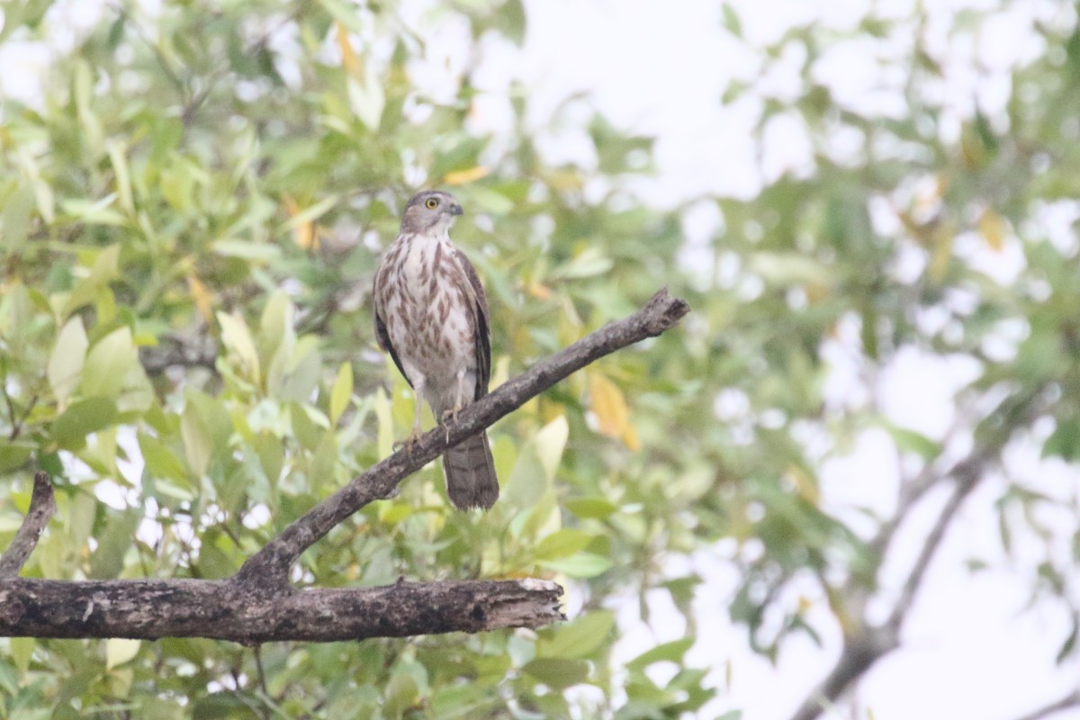 Shikra - ML540991311