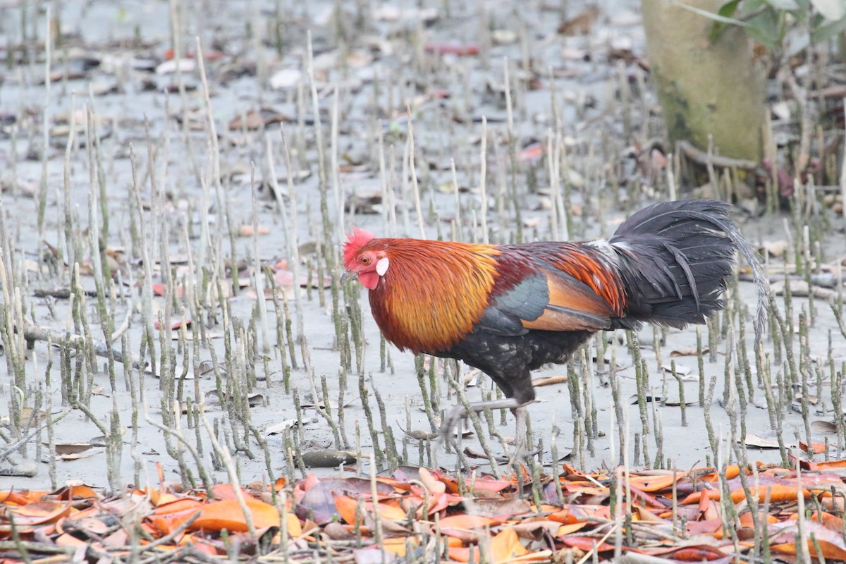 Red Junglefowl - ML540991551