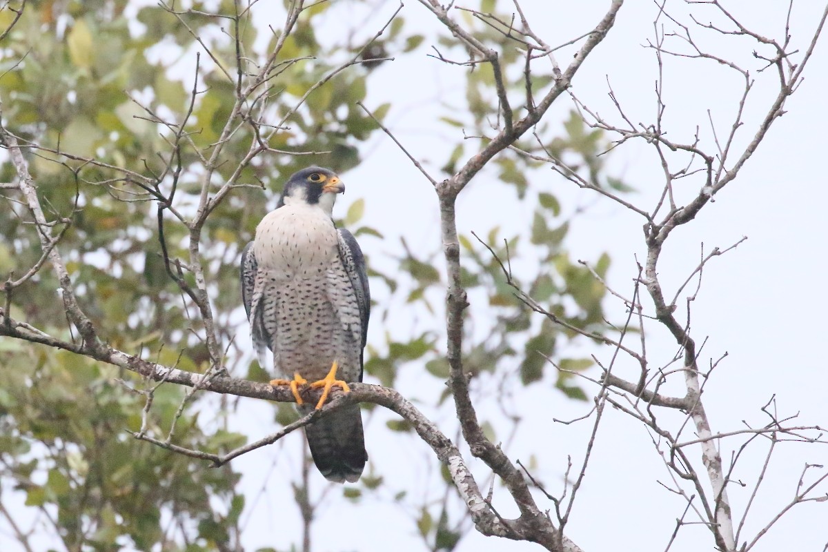 Peregrine Falcon (Tundra) - Amit Gupta