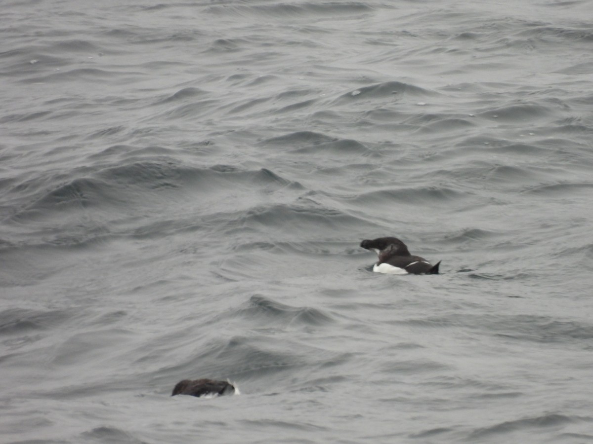 Razorbill - ML540991971