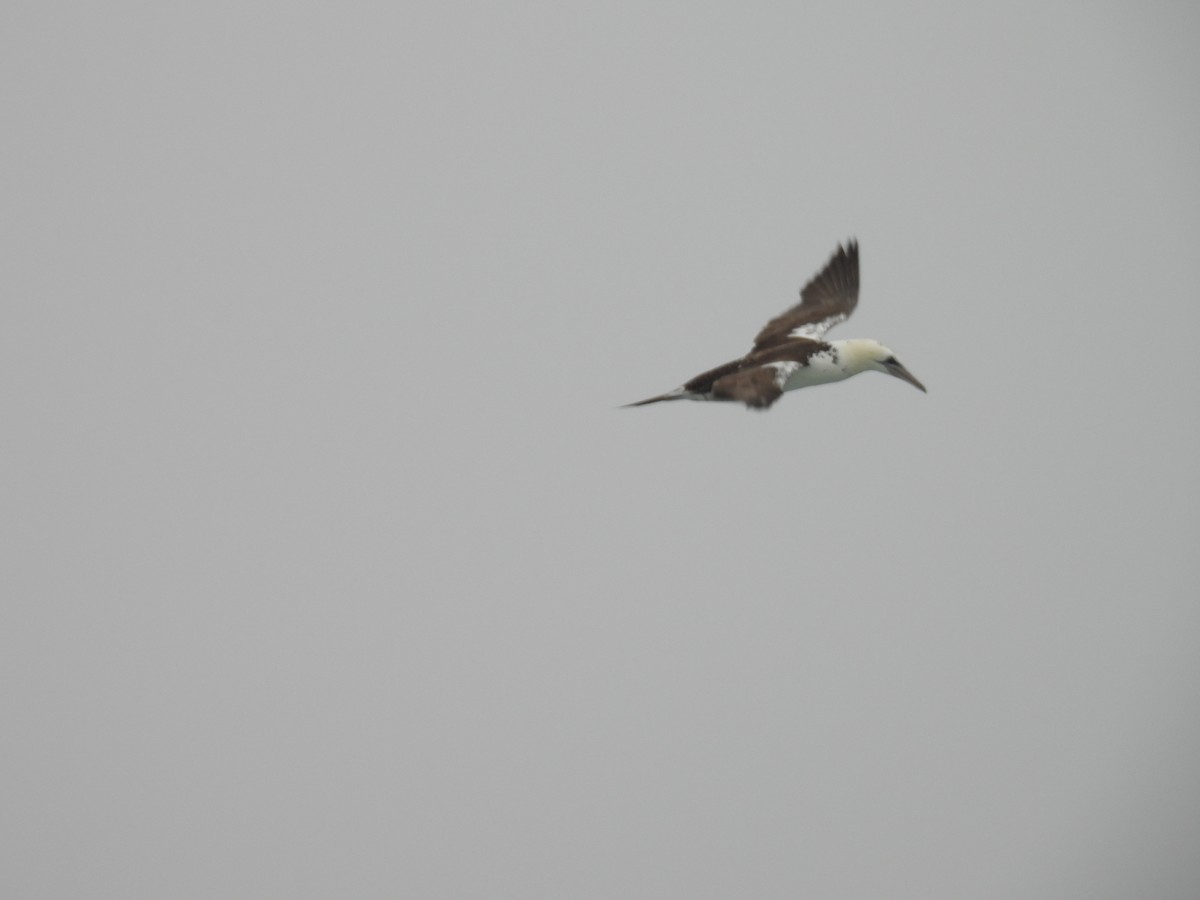 Northern Gannet - ML540992071
