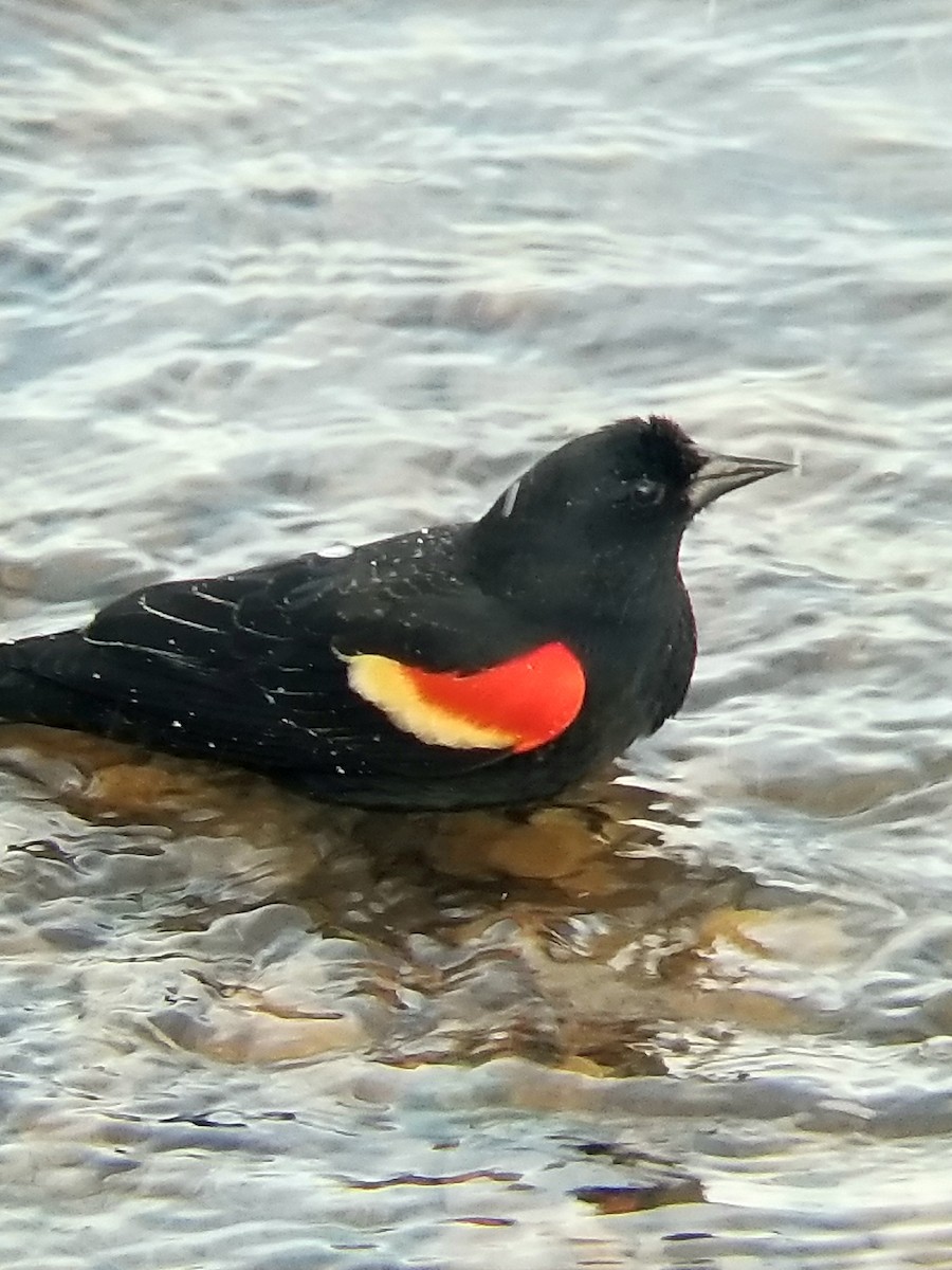 Red-winged Blackbird - Kiana Itschner-Washington