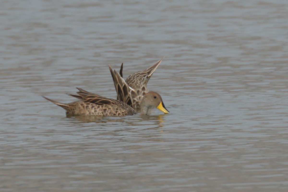 Yellow-billed Pintail (South American) - ML540992251