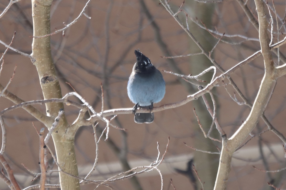 Steller's Jay - ML540992371