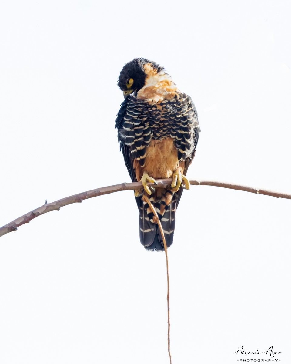 Orange-breasted Falcon - Alexander Ayma COAP-CUSCO