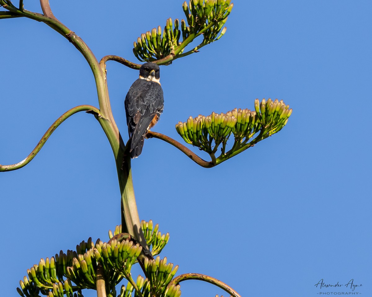 Orange-breasted Falcon - Alexander Ayma COAP-CUSCO