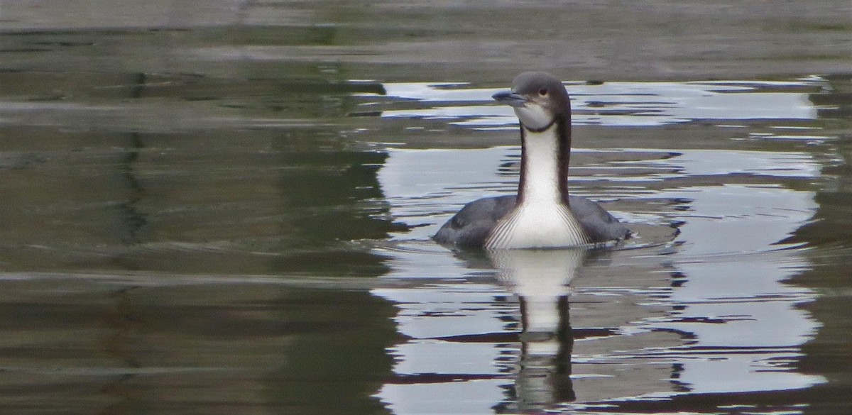 Pacific Loon - Stella Miller