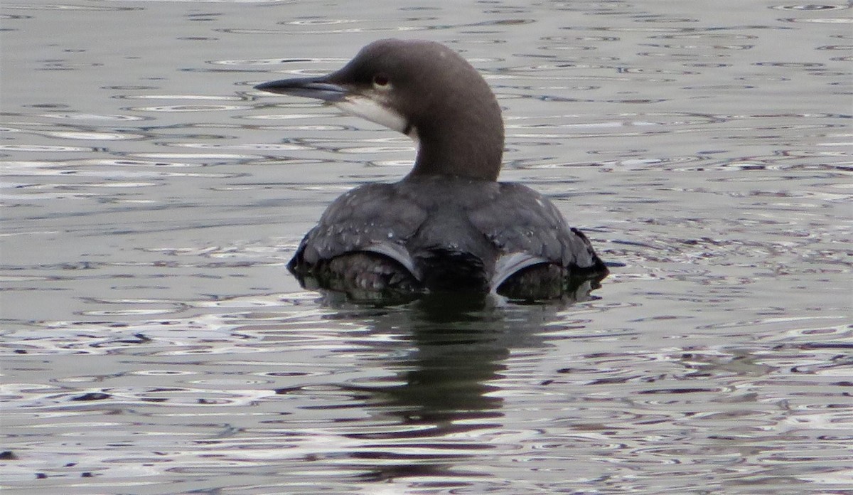 Pacific Loon - Stella Miller