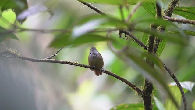 Checker-throated Stipplethroat - ML540995031