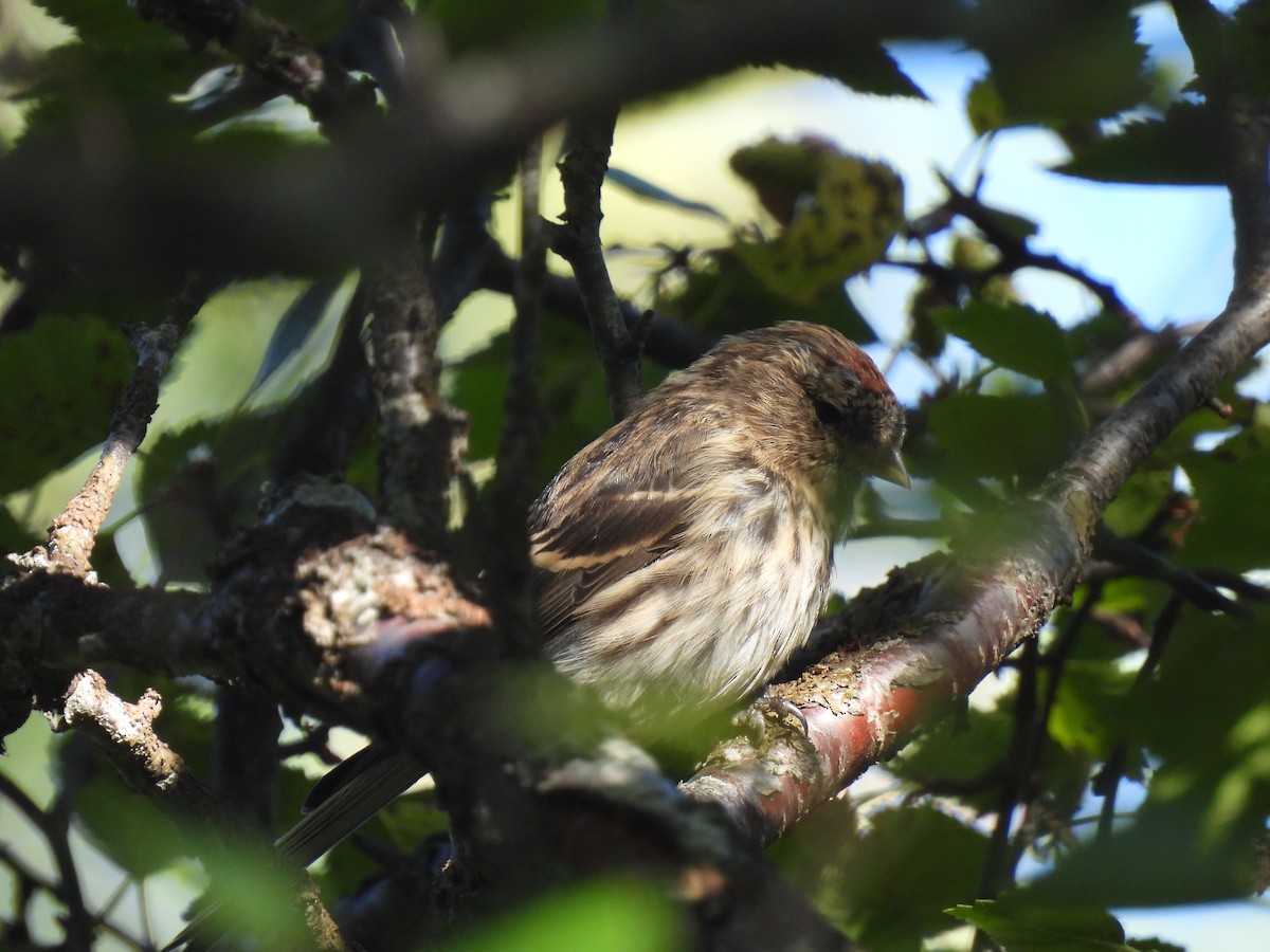 Common Redpoll - ML540995201