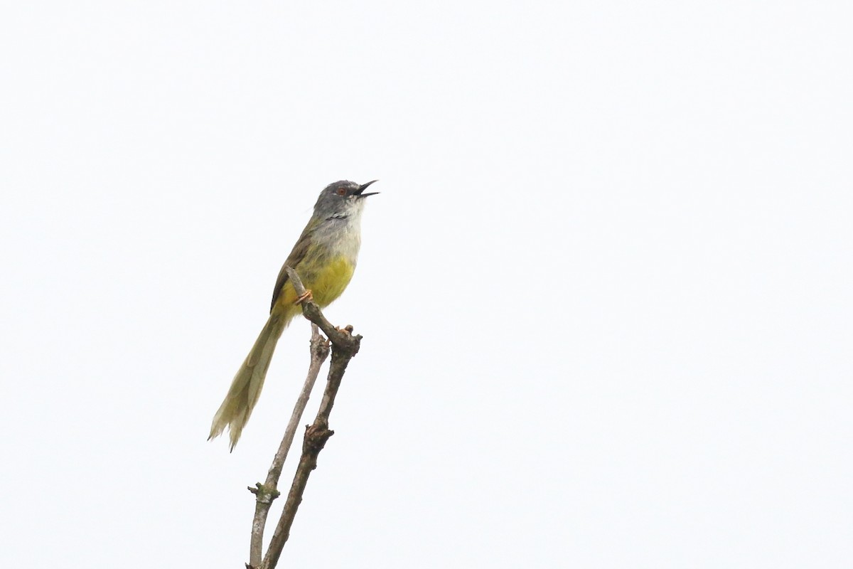 Yellow-bellied Prinia - ML540996611