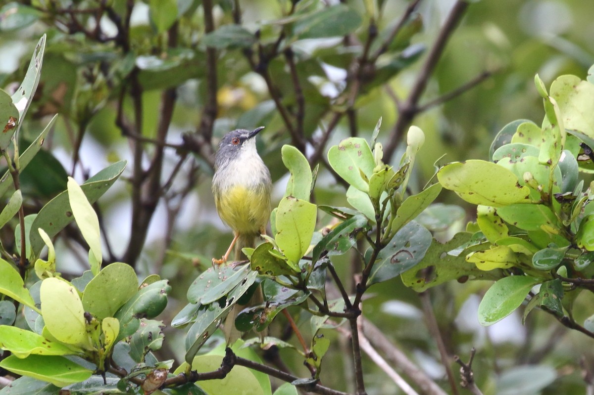 Yellow-bellied Prinia - Amit Gupta