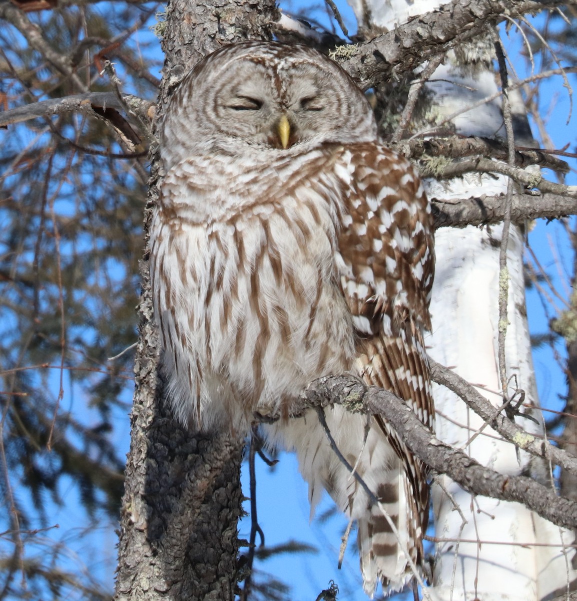 Barred Owl - ML540997061