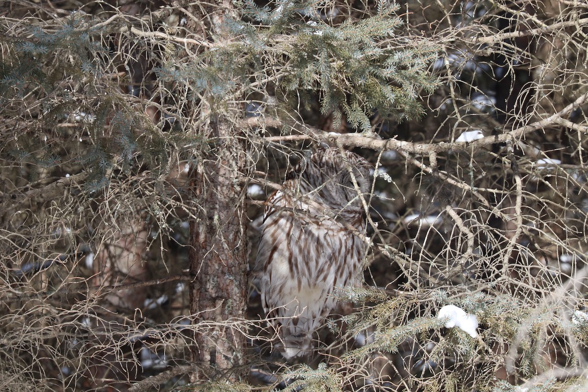 Barred Owl - ML540997101