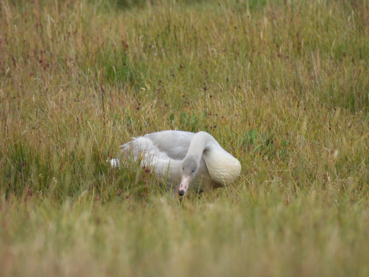 Whooper Swan - ML540997691