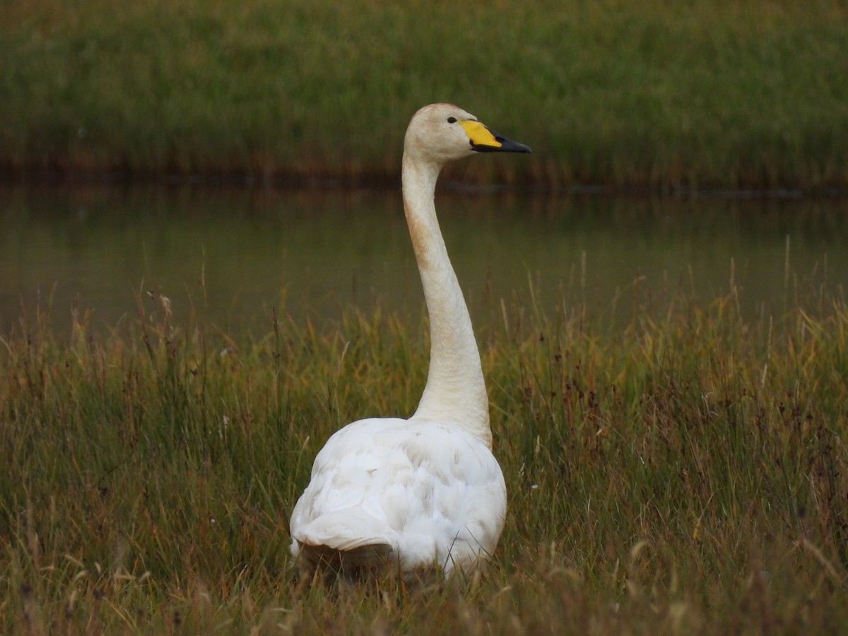 Whooper Swan - ML540997701