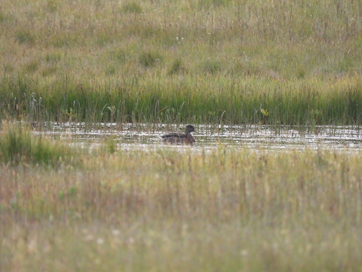 Canard colvert - ML540997741