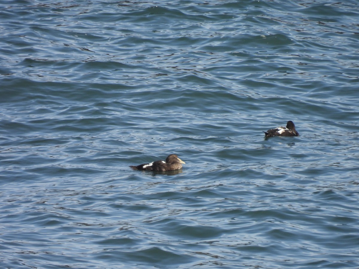 Common Eider - ML540997871