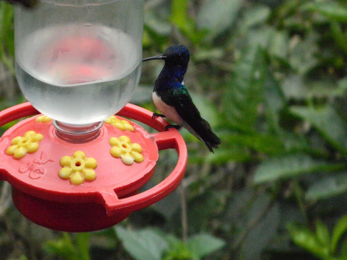 White-necked Jacobin - ML540998111