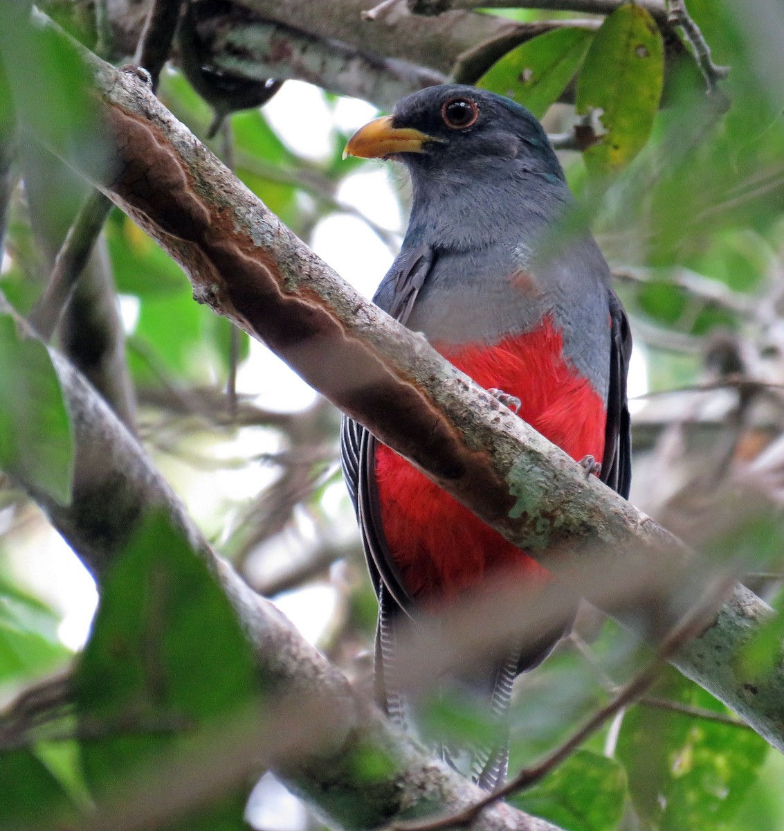 Black-tailed Trogon (Large-tailed) - ML541000461