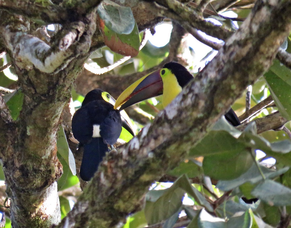 Toucan tocard (swainsonii) - ML541002111
