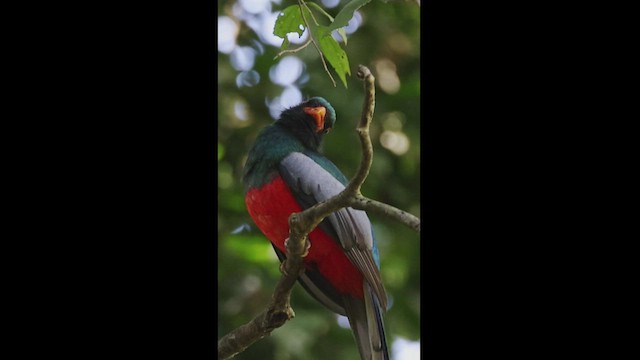 Slaty-tailed Trogon - ML541002261