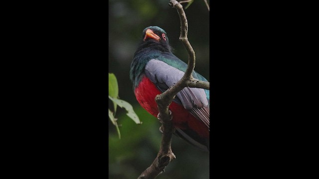 Gri Kuyruklu Trogon - ML541002311