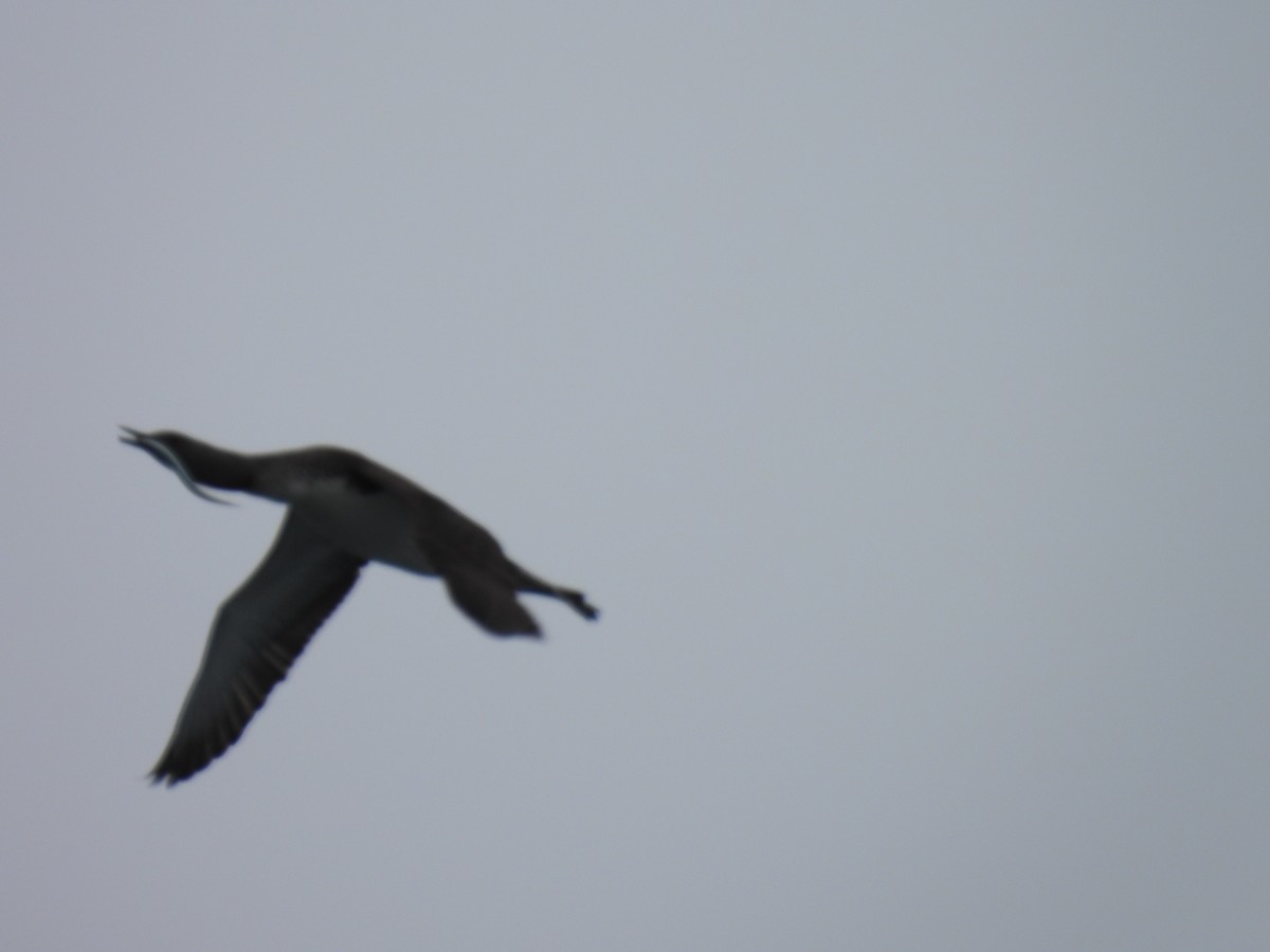 Red-throated Loon - ML541003571