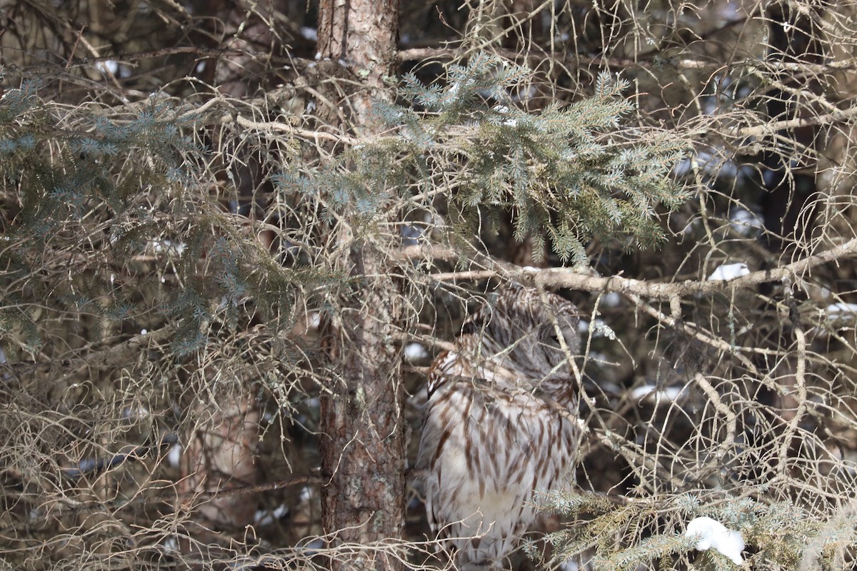 Barred Owl - ML541003771