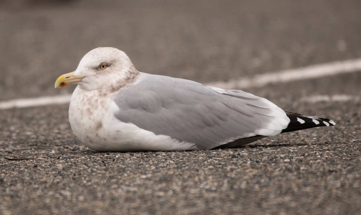 Herring Gull (American) - Garrett Hughes