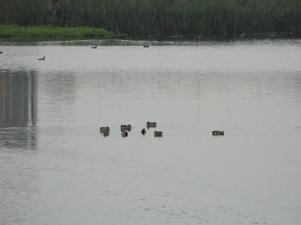 Blue-winged Teal - ML541004751