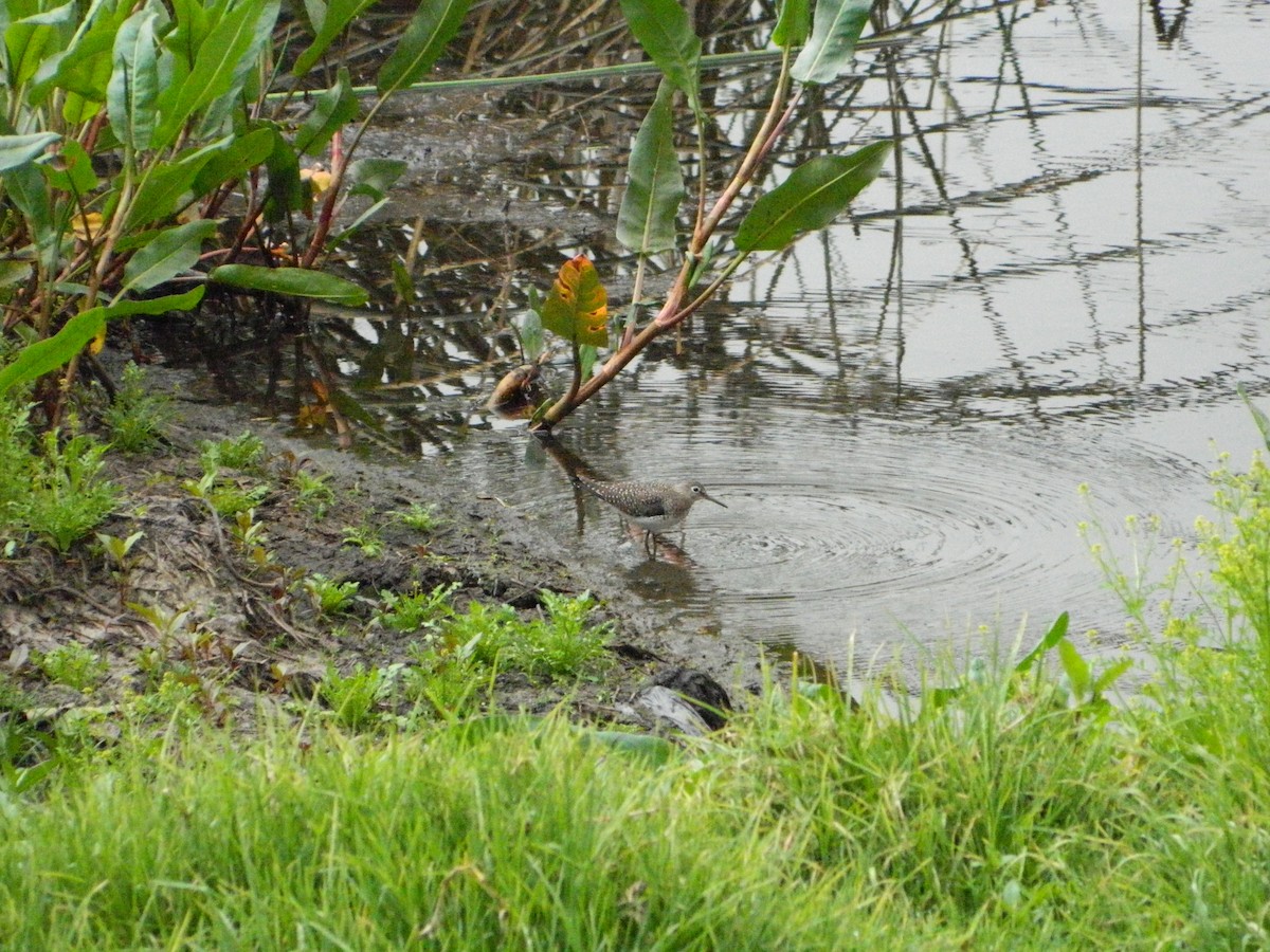 Solitary Sandpiper - ML541004911