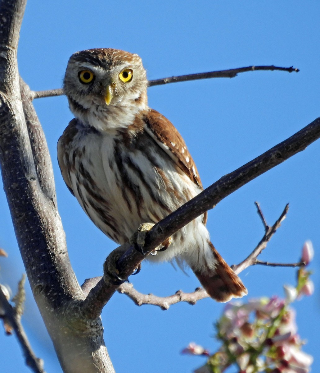 Ferruginous Pygmy-Owl - ML541005131