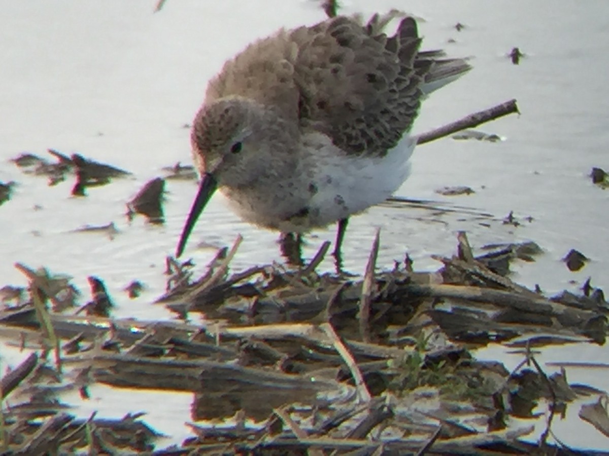 jespák obecný - ML54100721