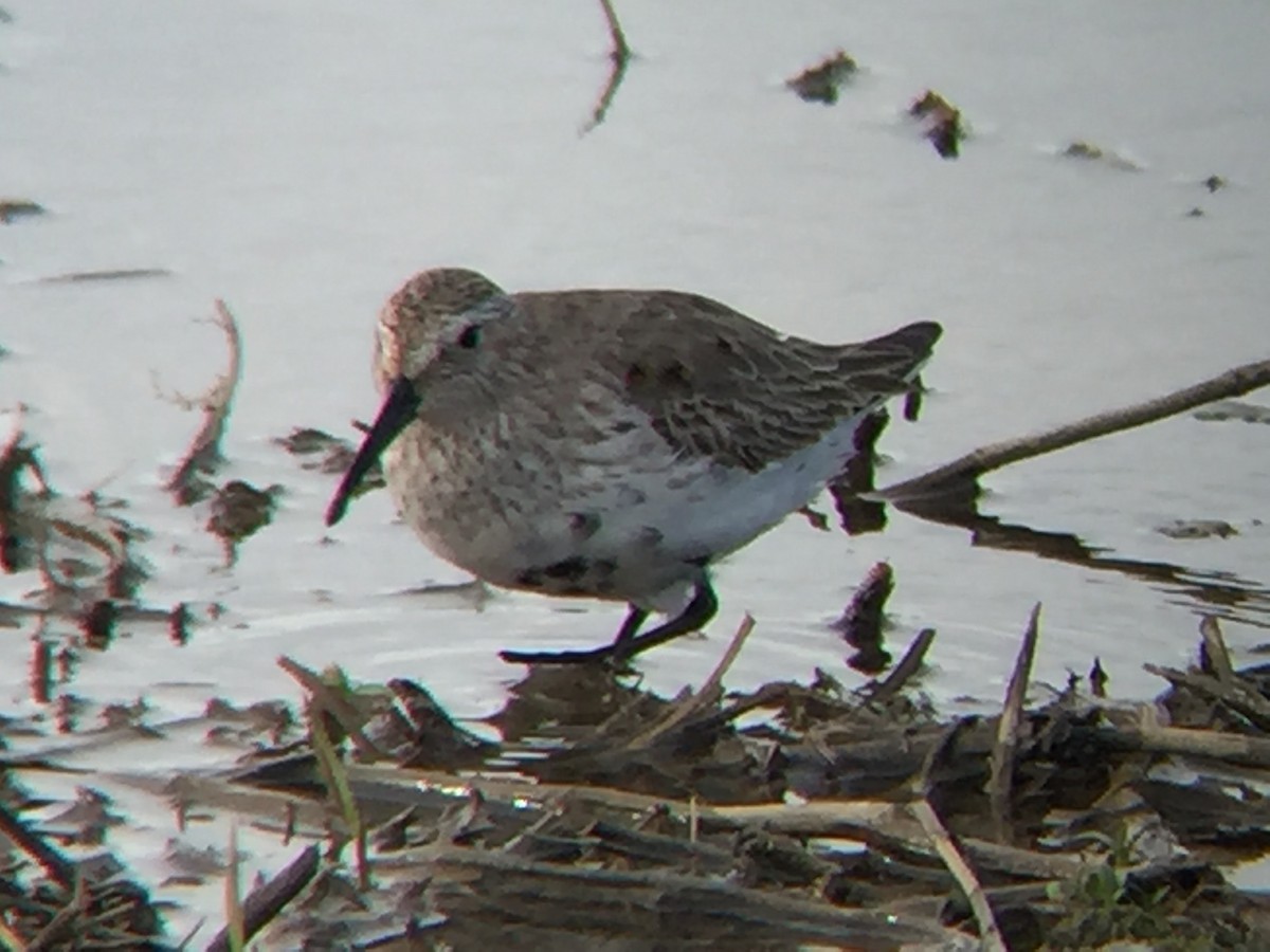 jespák obecný - ML54100741