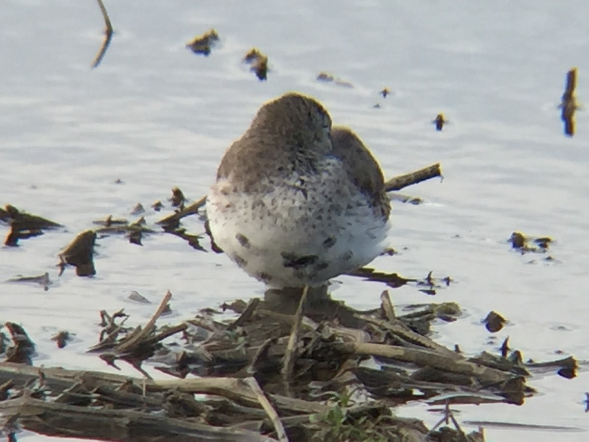 jespák obecný - ML54100751