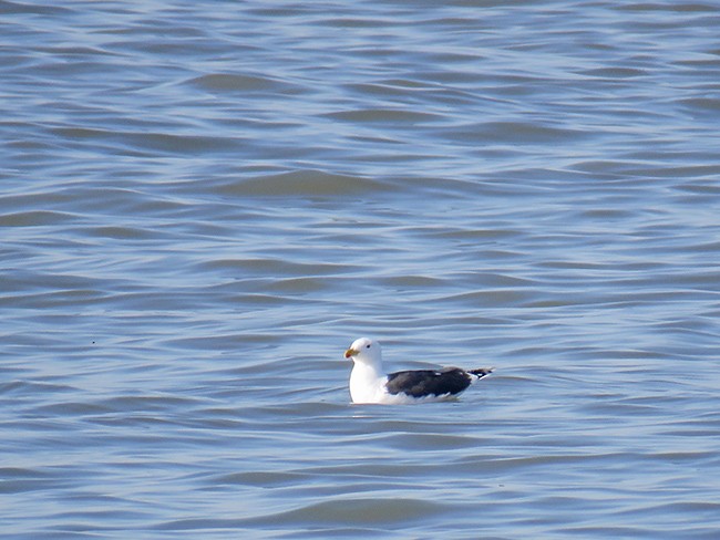 Great Black-backed Gull - Nancy Anderson