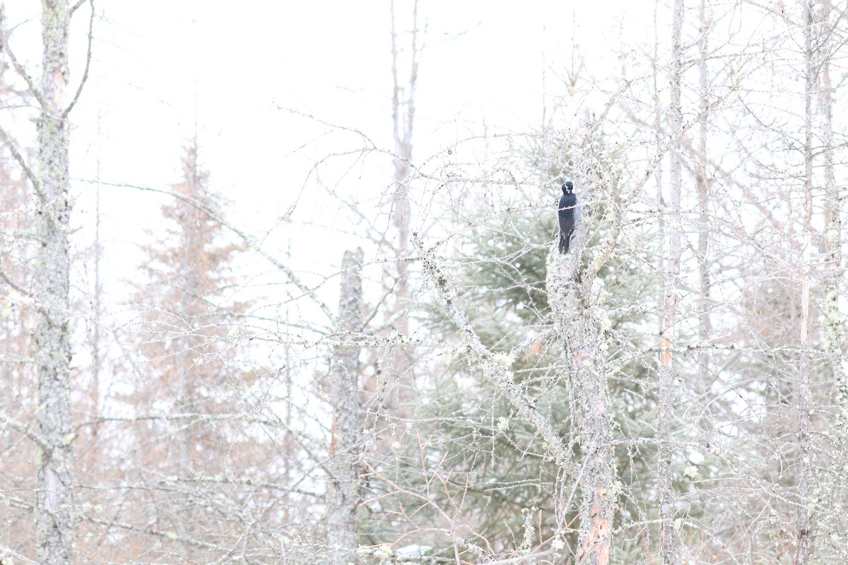 Black-backed Woodpecker - ML541011391