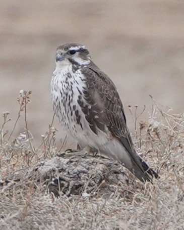 Prairie Falcon - Greg Mihalik