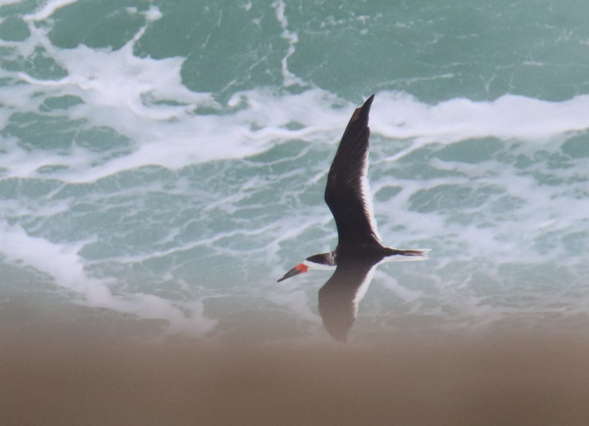 Black Skimmer - ML541012131