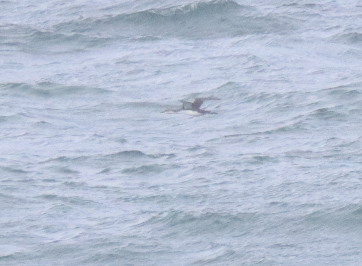 Red-throated Loon - ML541012201