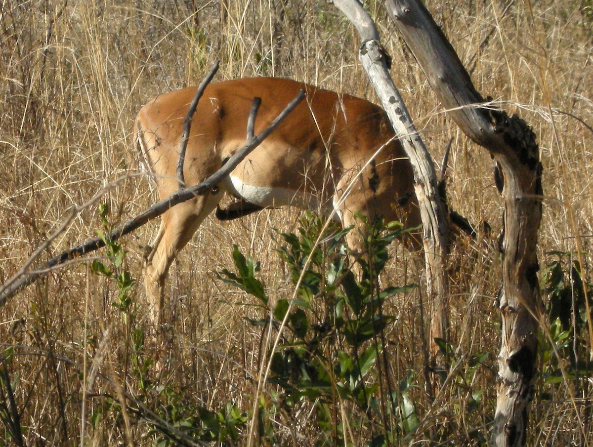 Red-billed Oxpecker - Charlotte Byers