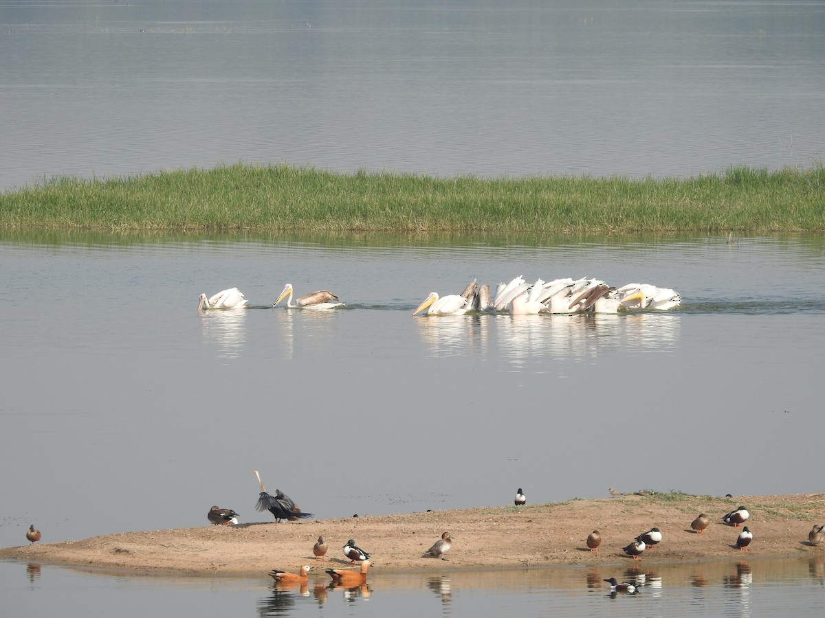 Northern Shoveler - Ashwin Viswanathan